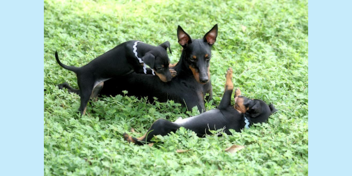 Manchester terrier outlet puppy